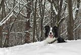 Border Collie Dog In The Snow