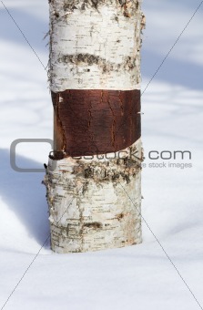 Birch Tree Trunk in the snow. Closeup.
