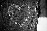 Heart drawn on tree trunk