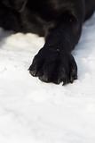 Black labrador paw on snow, closeup shot.