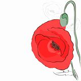 Poppies. Vector greeting card. Mother's Day