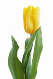 yellow  tulip