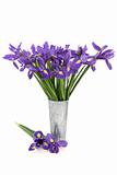 Iris Flower Beauty