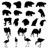 Set of bears, ape, penguins, camels and flamingos  silhouettes.