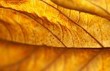 Backlit Dead Hydrangea Leaf