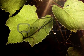 grapevine in the back lighting