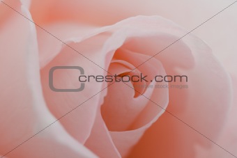 Macro flower beautiful rose
