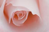 Macro flower beautiful rose