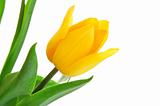 yellow tulip flower with green leaves