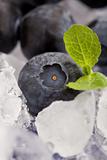 Blueberries on Ice
