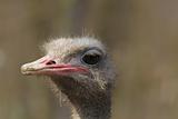 Dirty ostrich portrait