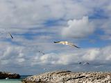 Seagulls in the Caribbean