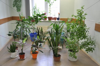 Many indoor plants in the Hall 