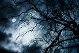 Scary dark scenery with naked trees, full moon and clouds