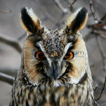 Screech-owl portrait.