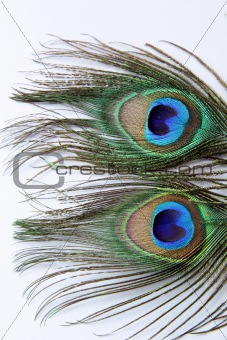 Two peacock feathers on background