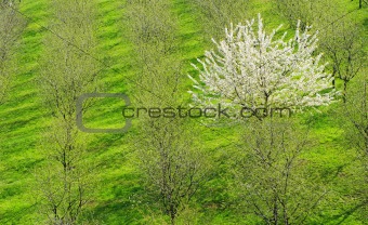 Tree in the spring