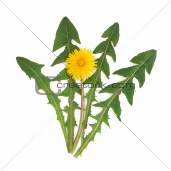 Dandelion Herb Flower
