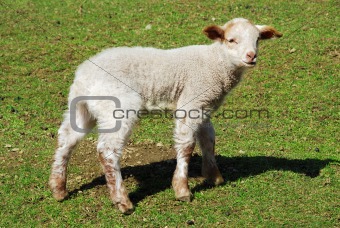 lamb lying on the grass