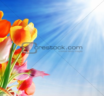 Tulips and sun