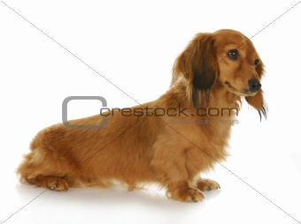 dachshund furry