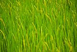 Green rice seedlings.