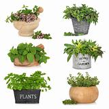 Herbs in Containers
