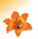 Vector orange lily