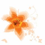 Beautiful orange lily. Vector. 