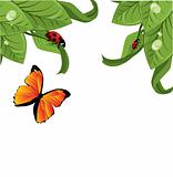Ladybird on leaf, vector illustration,