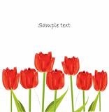 red tulip spring card