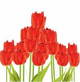 Bunch of tulips isolated on white background 