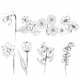 collection of flower sketches 