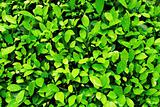 Close-up image of fresh spring green leaf