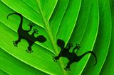 green jungle leaf and gecko