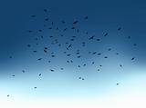 Flock of flying birds in blue sky. Vector