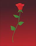Vector illustration of single red rose