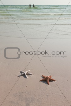 Couple of starfish on a tropical beach