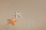 Couple of starfish on a tropical beach