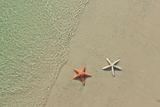 Couple of starfish on a tropical beach, tide coming in