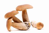 Four ceps isolated
