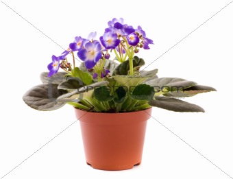 blue violet houseplant