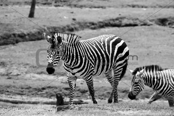 Wilking Zebras