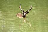 Swiming stag
