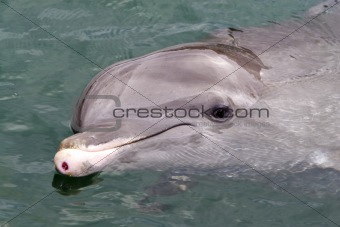 Dolfin swiming in resort pool