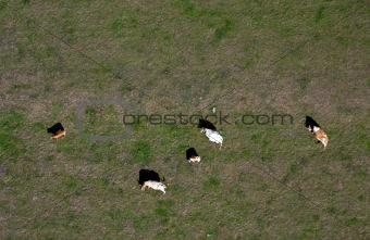 Cows from the air