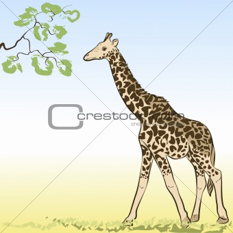 Giraffe. Vector Illustration