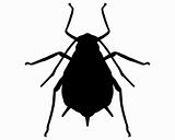 Aphid Silhouette