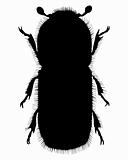 Bark-beetle silhouette
