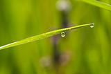 blade of grass with dew drop